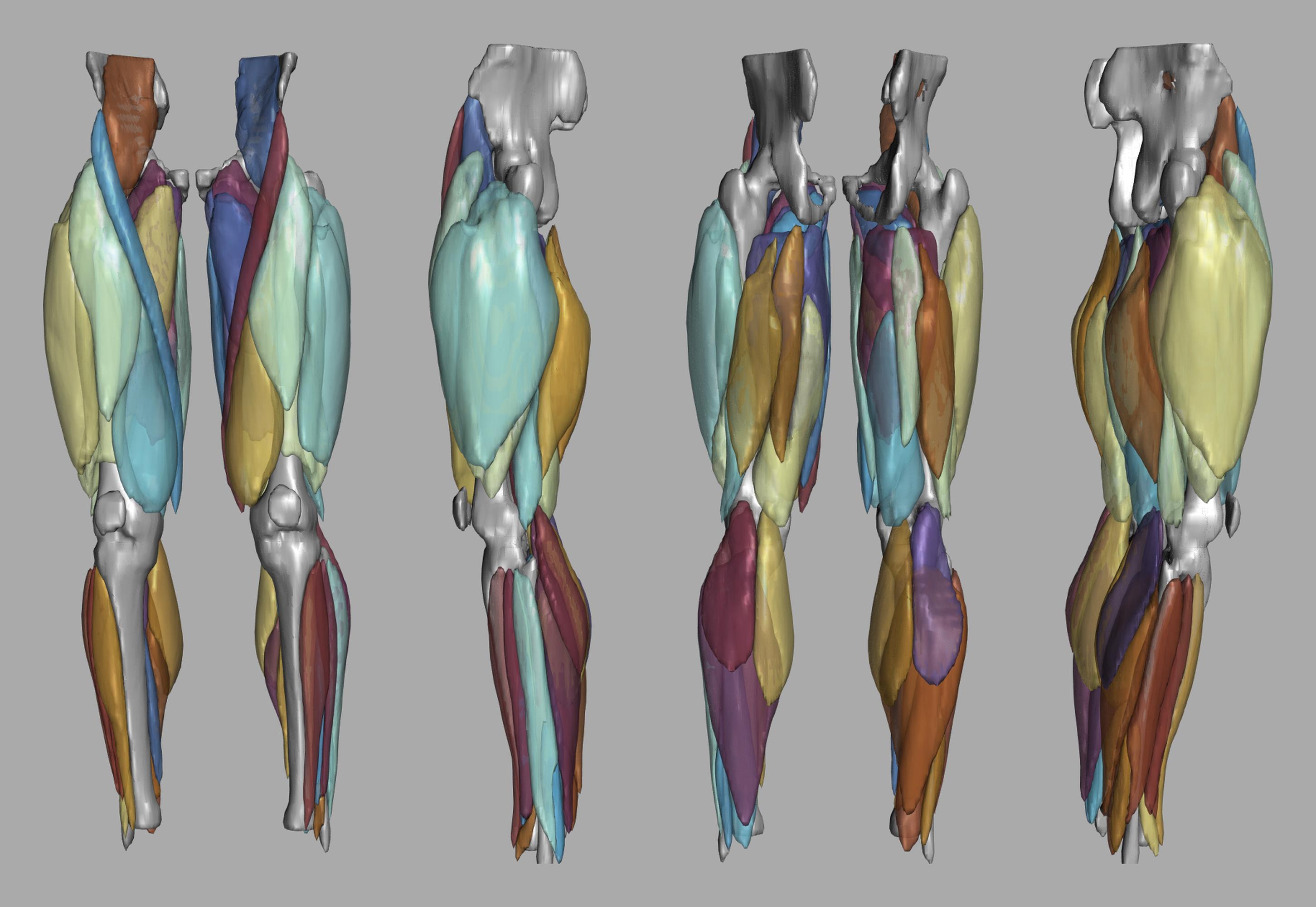 3D render of automated muscle segmentation labels generated using a CNN UNET.